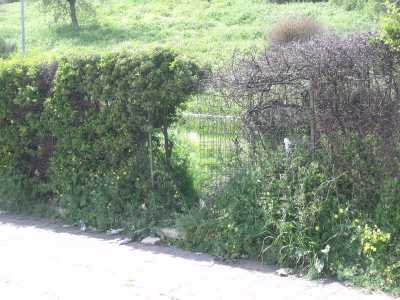 Japigia, Ecopoli: furto di piante